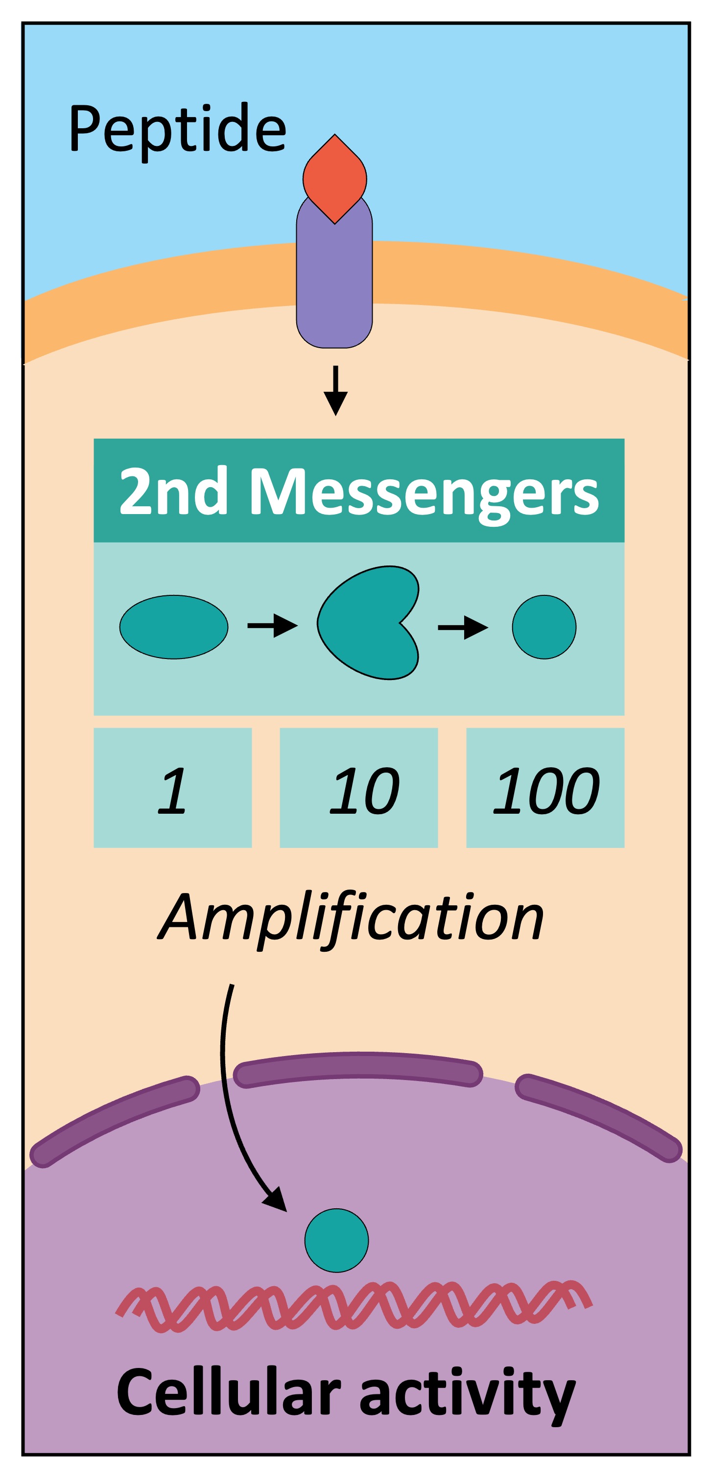 Signal Transduction signal-transduction